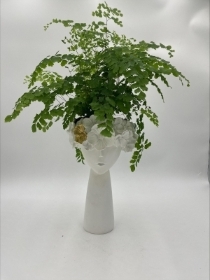 Plants