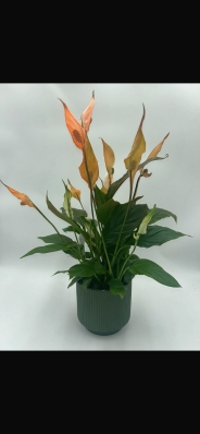 Calla Lily Planter