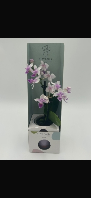 Mini Orchid