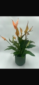 Calla Lily Planter