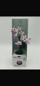 Mini Orchid