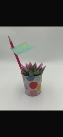 Succulent plant